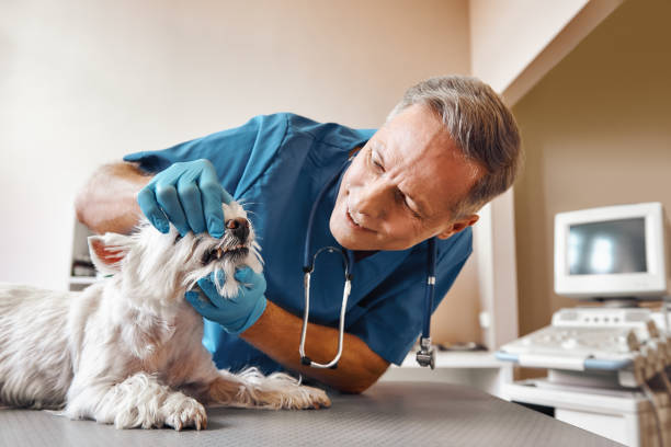 Best Emergency Root Canal Treatment in Hooper, NE